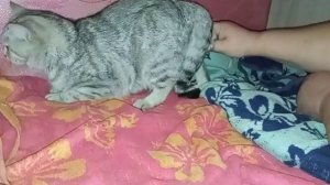 Тяжёлые роды у кошки . Котёнок .... НО