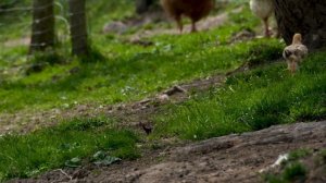 Сонник Цыплята. Сонник толкование Цыплята. К чему снятся Цыплята.