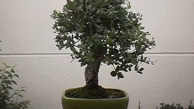 Bonsai Alcornoque Quercus Suber