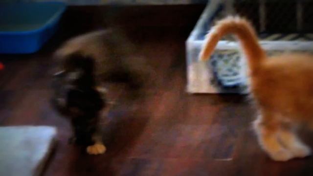 Playful kittens.Игривые котята. смотреть онлайн