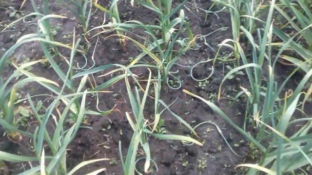 Обрезка стрелок чеснока. смотреть онлайн