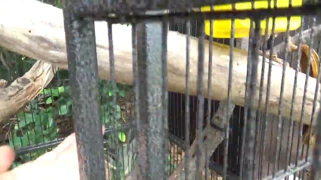 Опоссум Добби привыкает к новой жизни. Fresh start of wild life for my possum Dobby смотреть онлайн