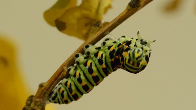 Превращение гусеницы Махаона в куколку часть1The metamorphosis of a caterpillar butterfly pupa смотреть онлайн