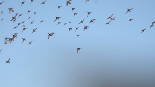 DUCK HUNTER'S DREAM HUNT (Thousands Of MALLARDS Decoying At CLOSE RANGE)