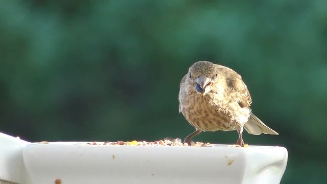 Видео : Птицы для кошек 2 часа