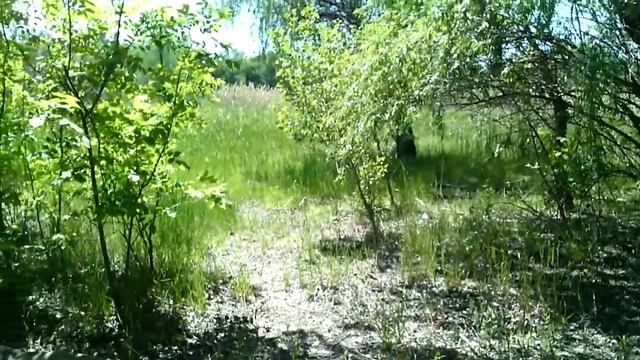 Волгоград, Спартановка, Мокрая Мечётка. Звуки природы. смотреть онлайн