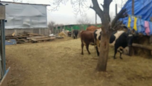 Уборка Дойка Прогулка Рецепт мази для коров смотреть онлайн