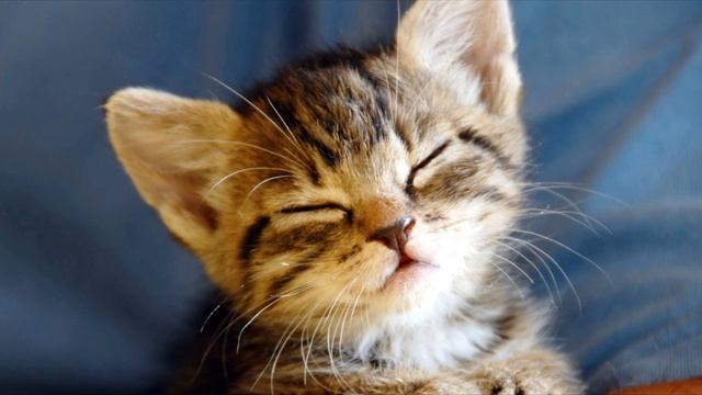 Почему кошки урчат? смотреть онлайн