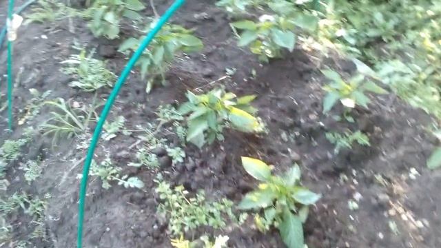 Перцы Калифорнийское Чудо растут не в высь, а в ширь. 04.07 смотреть онлайн