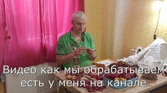Готовим гладиолусы к посадке. смотреть онлайн