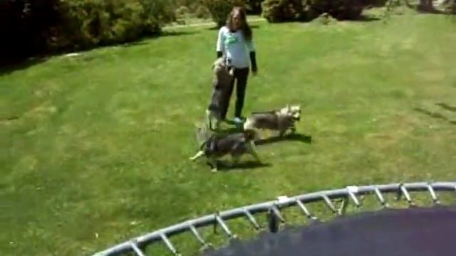 Swedish Vallhunds In New Zealand