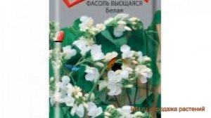 Фасоль ветвистейший Вьющаяся Белая ? обзор: как сажать, семена фасоли Вьющаяся Белая