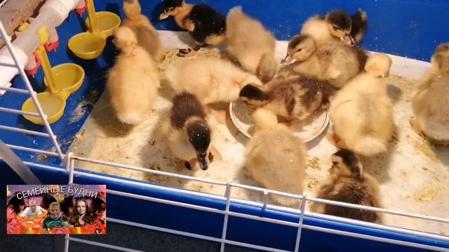 Ducklings! We Feed The Ducks!/ Кормление маленьких утят!