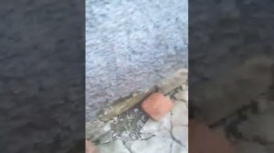 ЦЫПЛЯТА РЕДБРО И МАСТЕР ГРЕЙ