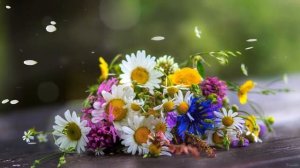 Фоновый футаж - полевые цветы. Background Video free download HD.