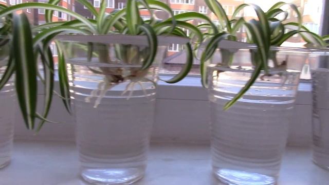 Хлорофитум. Пересадка. Осень 2019г. смотреть онлайн