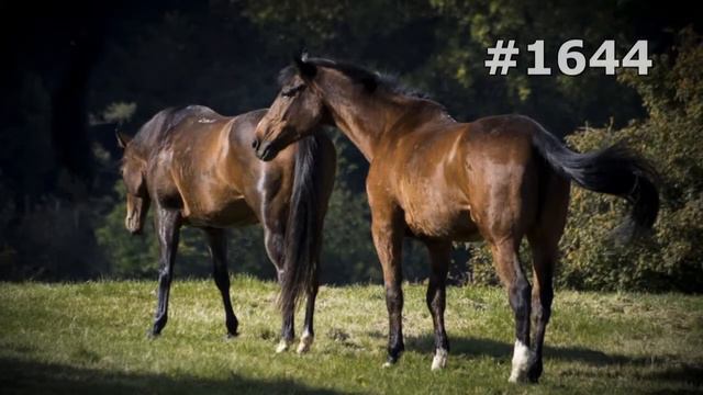 #1644. Лошади (В мире животных) смотреть онлайн