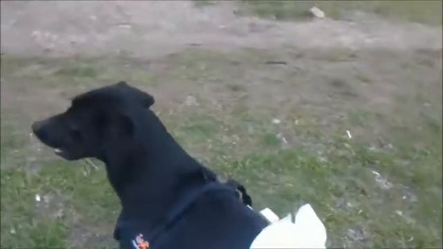 Dog wheelchair Frakishtak. Lаcky from Kerch, Ukraine смотреть онлайн