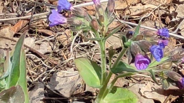 12.05.2023. Природа Сибири. Окрестности Красноярска. Зацвели фиалки Viola, медуница Pulmonaria. смотреть онлайн