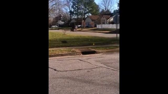 Pippi Scooter смотреть онлайн