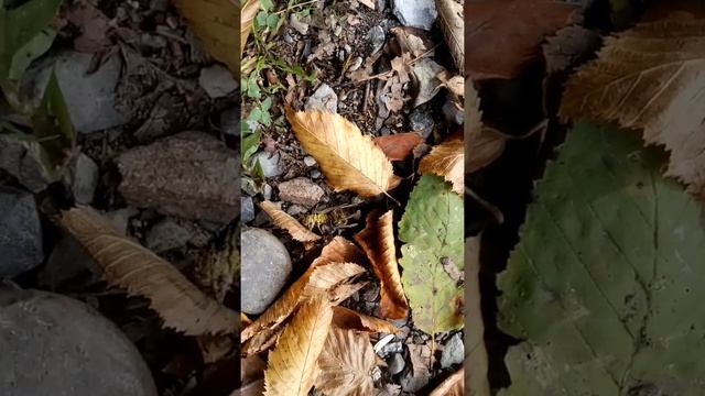 Оса нападает на паука смотреть онлайн