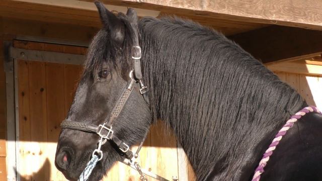 Apollo has a very shiny winter coat with a hint of mud смотреть онлайн