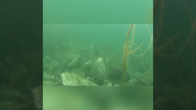 Мидии, устрицы, трепанг. Бухта Пяти охотников, Приморский край смотреть онлайн