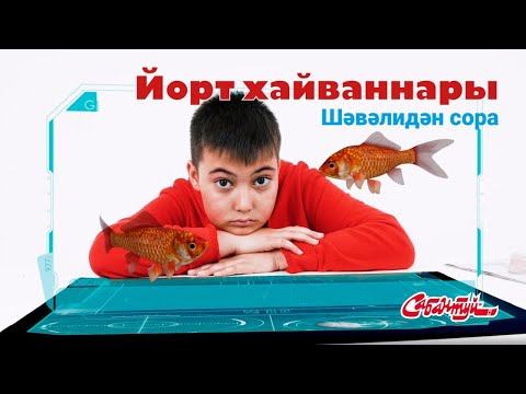 Шәвәлидән сора / Спроси у Шавали / Йорт хайваннары / Домашние животные смотреть онлайн
