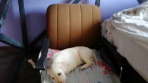 Лабрадор щенок почти 2 месяца обучаем командам, приучаем к пелёнке