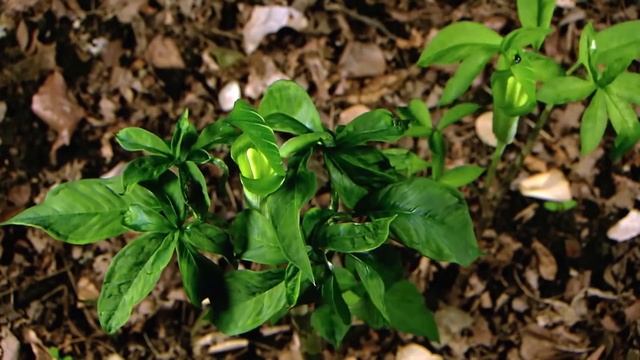 Змеи.Яд. Часть1 - Сборник - Документальный фильм смотреть онлайн