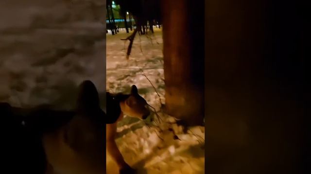#shorts Домашняя пума ? Геркулес и его друг собака хаски ? смотреть онлайн