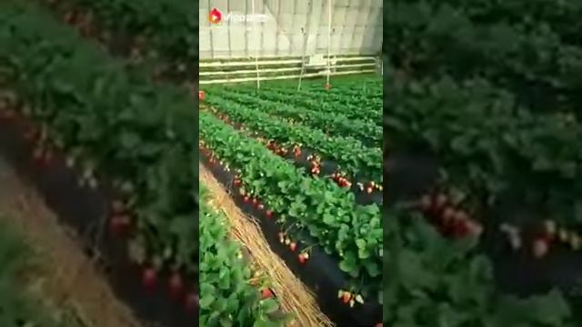 Мандариновые деревья смотреть онлайн