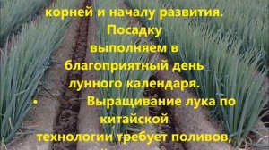 Выращивание лука китайским способом.