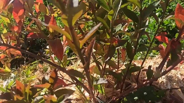 Обрезка голубики сорт Денис Блю смотреть онлайн