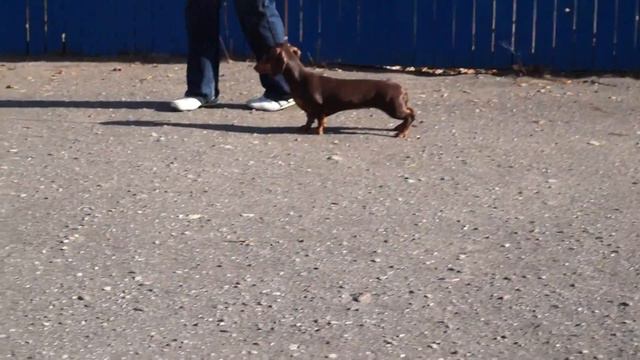 Солин Парти Глазурь 5,5 месяцев.ПРОДАЕТСЯ! смотреть онлайн