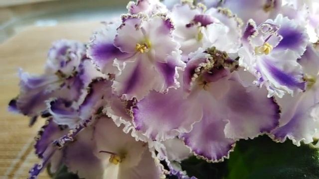 16 июня 2019г. ЛЕ-Есения СОРТОВАЯ ФИАЛКА смотреть онлайн