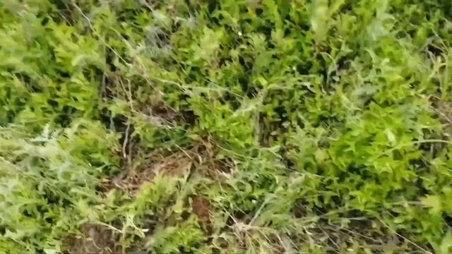 Много траков! Поставил новый индивидуальный рекорд по сбору чермета! смотреть онлайн