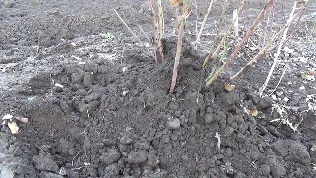 Обрезать или не обрезать розы на зиму. Укрываем розы. смотреть онлайн