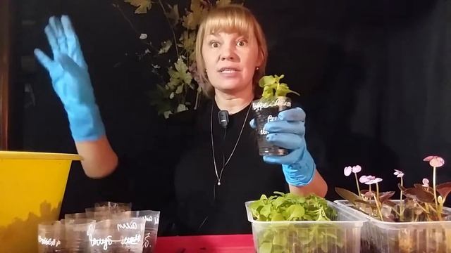 Пересадка укорененных черенков, пошаговая инструкция. смотреть онлайн