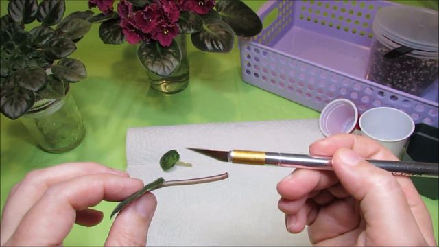 African Violets - LEAF PROPAGATION Tutorial смотреть онлайн