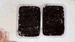 Петуния Джоконда посев и первые всходы