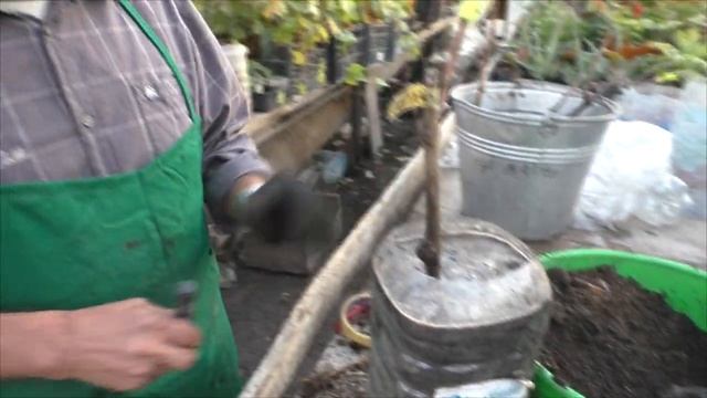 Мой метод посадки винограда в зиму в контейнеры. смотреть онлайн