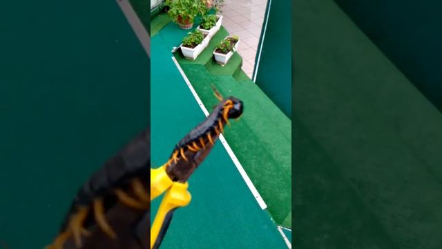 Скалапендра.