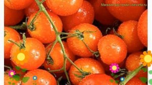 Томат обыкновенный Вишенка розовая. Краткий обзор, описание характеристик Vishenka rozovaia