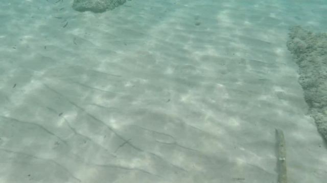 Хамаммет охота на осьминога с острогой смотреть онлайн