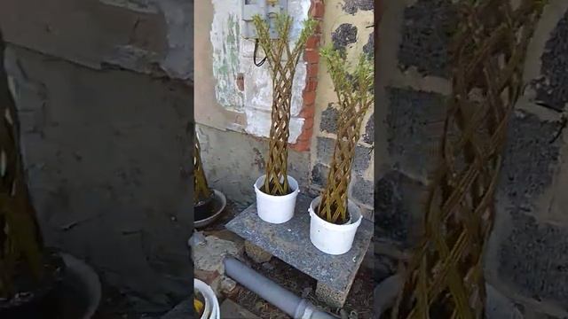 Плетёные ивовые деревья! смотреть онлайн