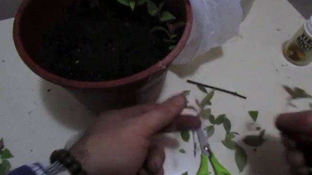 Reproducción de Fuchsia magellanica, por esqueje. смотреть онлайн