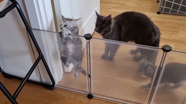 Maine Coon Kittens Growing Up | First 100 Days Of Their Lives! смотреть онлайн