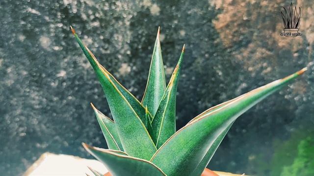 Sansevieria Hybrid Denjaka (Pinguicula X Lorentii) Detasemen Jalamangkara