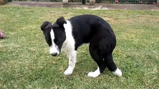 sadie motto farm vet 4 смотреть онлайн